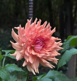 Two Pony Dahlia Plant 'TERRACOTTA’