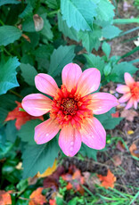Two Pony Dahlia Plant 'TOTALLY TANGERINE’
