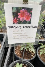Two Pony Dahlia Plant 'TOTALLY TANGERINE’