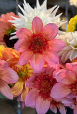 Two Pony Dahlia Plant 'TOTALLY TANGERINE’