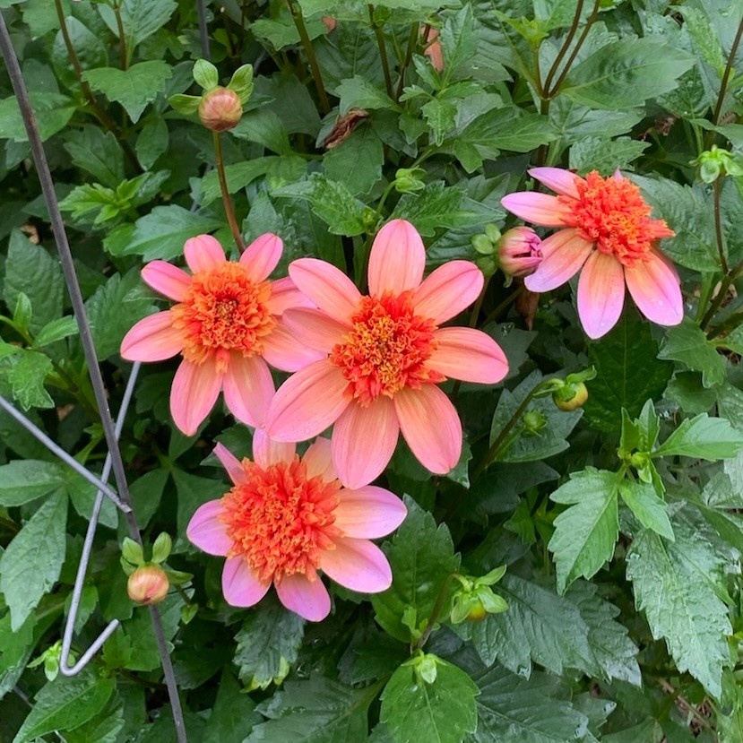 Two Pony Dahlia Plant 'TOTALLY TANGERINE’