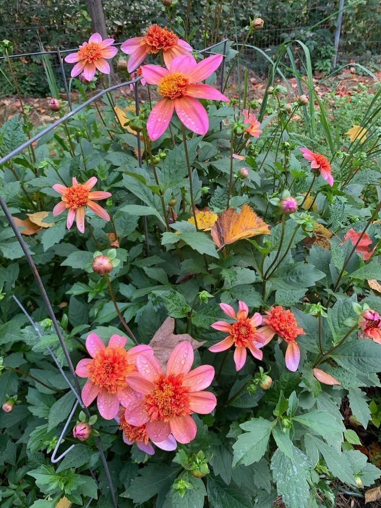 Two Pony Dahlia Plant 'TOTALLY TANGERINE’
