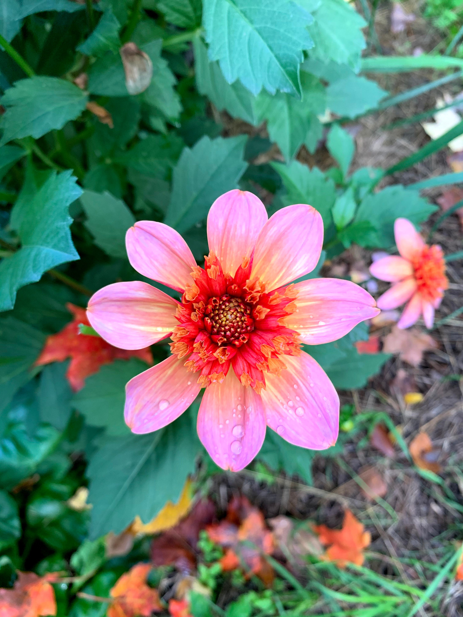 Two Pony Dahlia Plant 'TOTALLY TANGERINE’