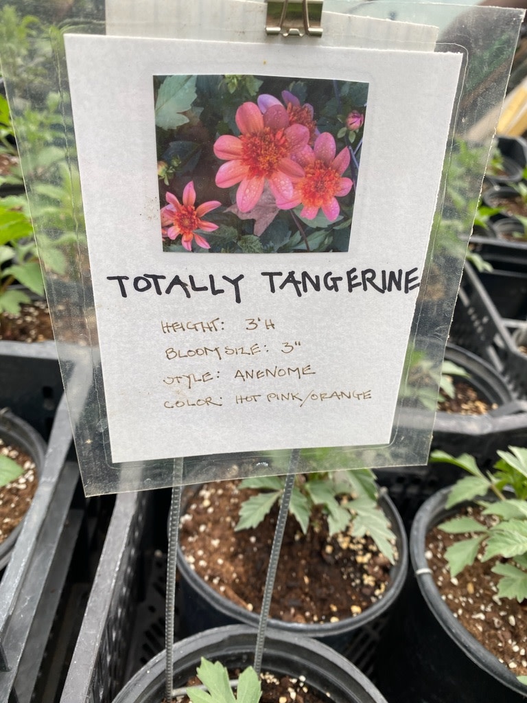 Two Pony Dahlia Plant 'TOTALLY TANGERINE’