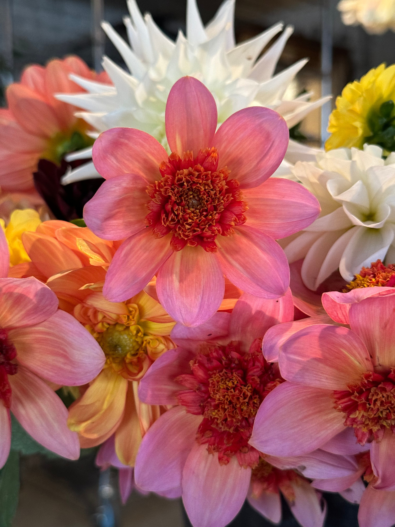 Two Pony Dahlia Plant 'TOTALLY TANGERINE’