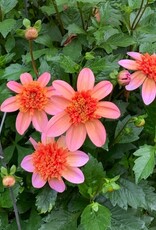 Two Pony Dahlia Plant 'TOTALLY TANGERINE’