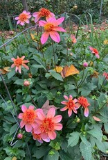 Two Pony Dahlia Plant 'TOTALLY TANGERINE’