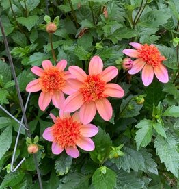 Two Pony Dahlia Plant 'TOTALLY TANGERINE’