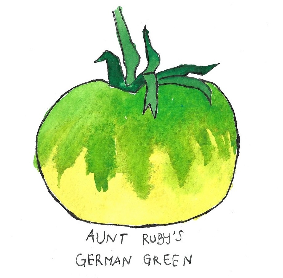 Two Pony Gardens 'Aunt Ruby’s German Green' Heirloom Tomato Plant- LOCAL PICKUP ONLY