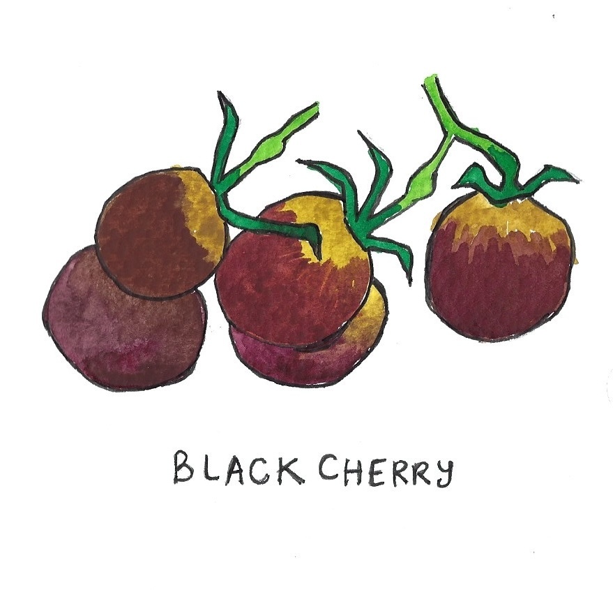 Two Pony Gardens 'Black Cherry' Heirloom Tomato Plant- LOCAL PICKUP ONLY