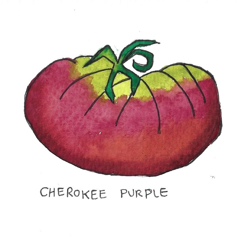 Two Pony Gardens 'Cherokee Purple' Heirloom Tomato Plant- LOCAL PICKUP ONLY