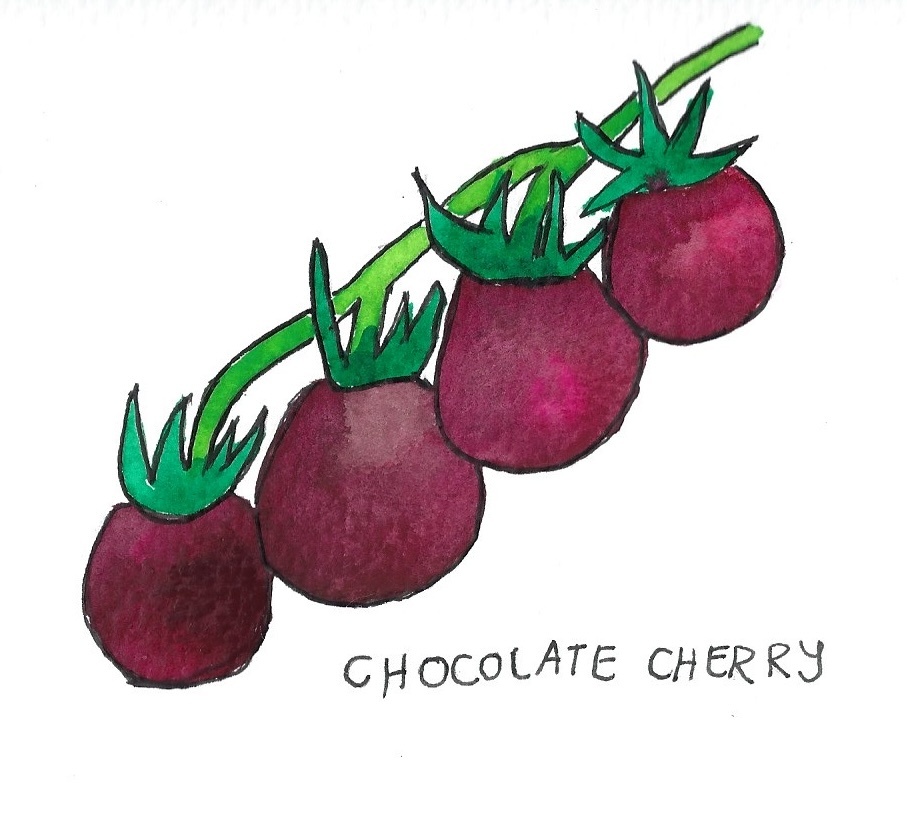 Two Pony Gardens 'Chocolate Cherry' Hybrid Tomato Plant- LOCAL PICKUP ONLY