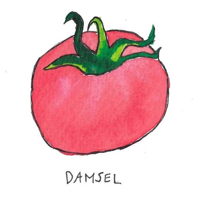 Two Pony Gardens 'Damsel' Hybrid Tomato Plant- LOCAL PICKUP ONLY