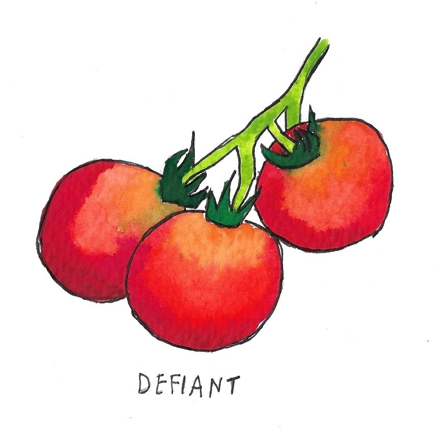 Two Pony Gardens 'Defiant' Hybrid Tomato Plant- LOCAL PICKUP ONLY