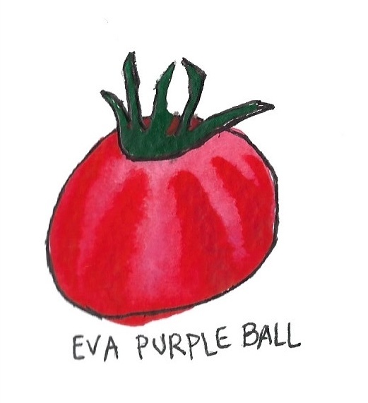 Two Pony Gardens 'Eva Purple Ball' Heirloom Tomato Plant- LOCAL PICKUP ONLY