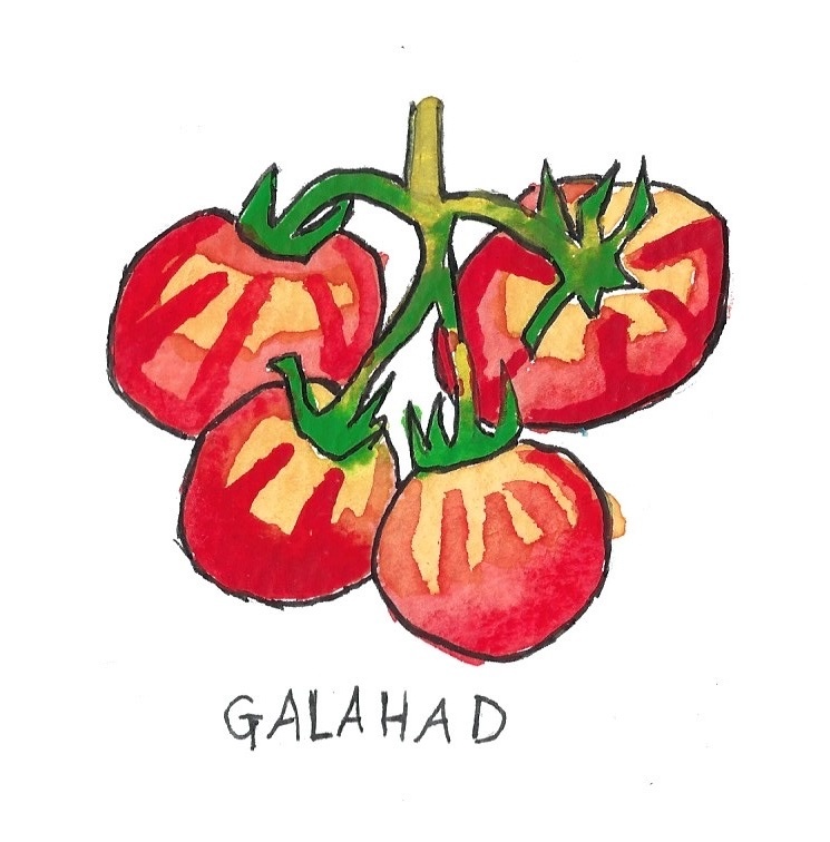 Two Pony Gardens 'Galahad' Hybrid Tomato Plant- LOCAL PICKUP ONLY