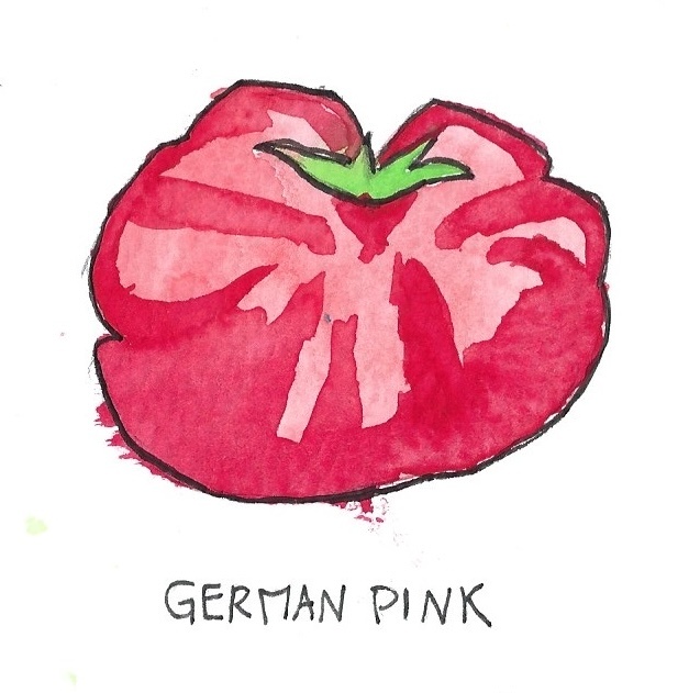Two Pony Gardens 'German Pink' Heirloom Tomato Plant- LOCAL PICKUP ONLY