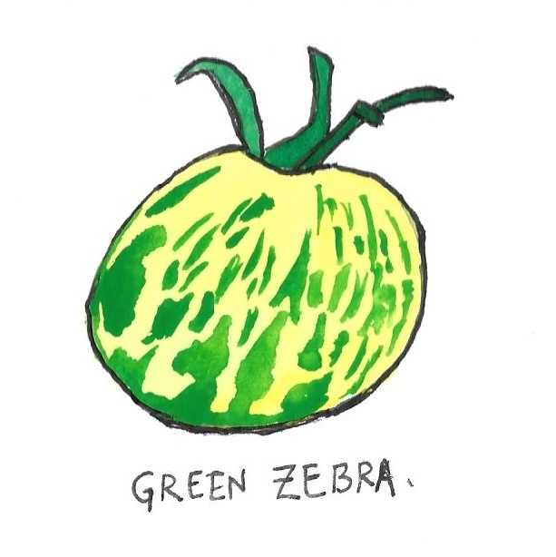 Two Pony Gardens 'Green Zebra' Heirloom Tomato Plant- LOCAL PICKUP ONLY