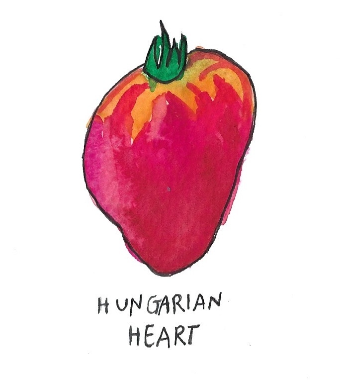 Two Pony Gardens 'Hungarian Heart' Heirloom Tomato Plant- LOCAL PICKUP ONLY