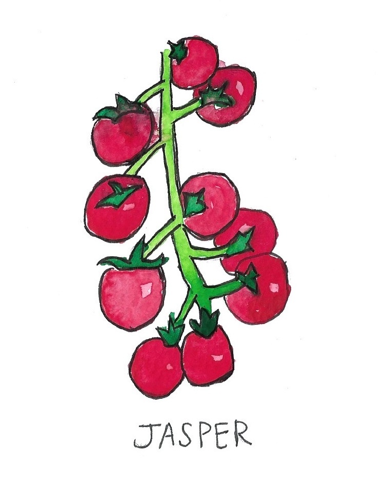 Two Pony Gardens 'Jasper' Hybrid Tomato Plant- LOCAL PICKUP ONLY