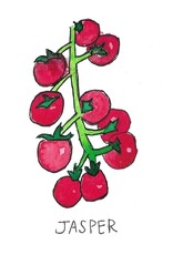 Two Pony Gardens 'Jasper' Hybrid Tomato Plant- LOCAL PICKUP ONLY