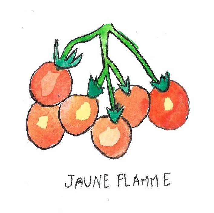 Two Pony Gardens 'Jaune Flamme' Heirloom Tomato Plant- LOCAL PICKUP ONLY