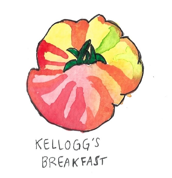 Two Pony Gardens 'Kellogg's Breakfast' Heirloom Tomato Plant- LOCAL PICKUP ONLY