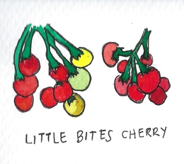 Two Pony Gardens 'Little Bites Cherry' Hybrid Tomato Plant- LOCAL PICKUP ONLY