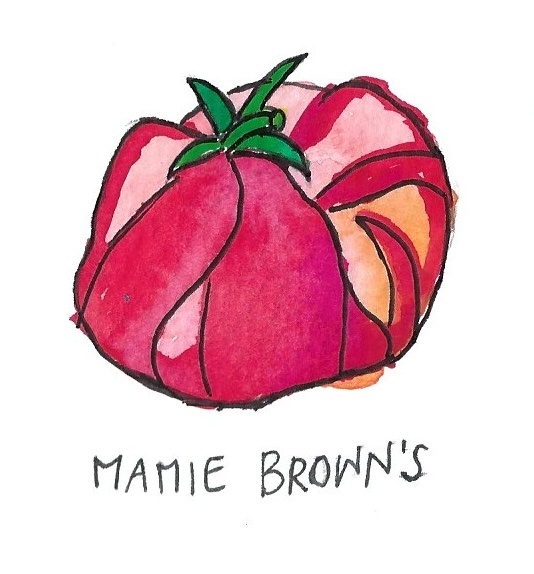 Two Pony Gardens 'Mamie Brown's' Heirloom Tomato Plant- LOCAL PICKUP ONLY