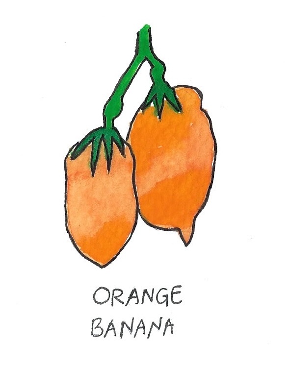 Two Pony Gardens 'Orange Banana' Heirloom Tomato Plant- LOCAL PICKUP ONLY