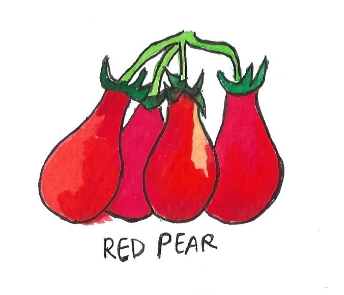 Two Pony Gardens 'Red Pear' Heirloom Tomato Plant- LOCAL PICKUP ONLY