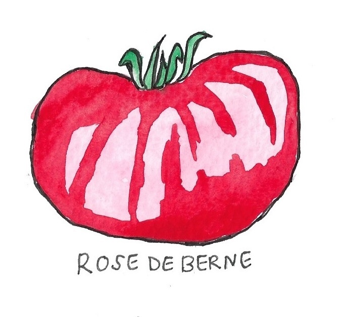 Two Pony Gardens 'Rose De Berne' Heirloom Tomato Plant- LOCAL PICKUP ONLY