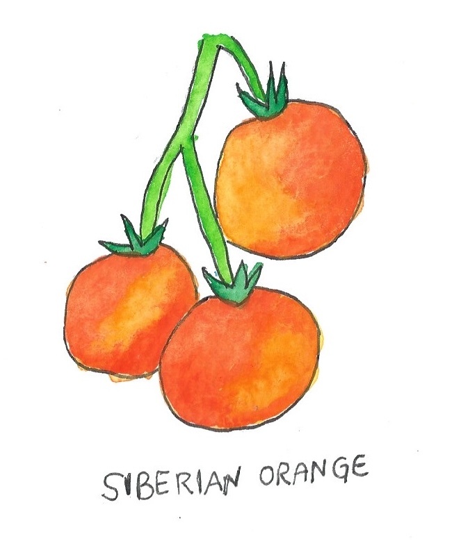 Two Pony Gardens 'Siberian Orange' Heirloom Tomato Plant- LOCAL PICKUP ONLY