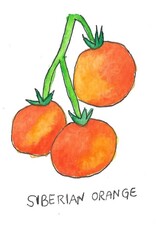 Two Pony Gardens 'Siberian Orange' Heirloom Tomato Plant- LOCAL PICKUP ONLY