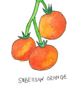 Two Pony Gardens 'Siberian Orange' Heirloom Tomato Plant - LOCAL PICKUP ONLY