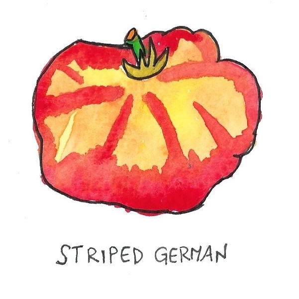 Two Pony Gardens 'Striped German' Heirloom Tomato Plant- LOCAL PICKUP ONLY