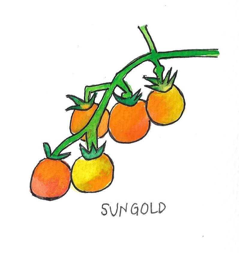 Two Pony Gardens 'Sungold' Hybrid Tomato Plant- LOCAL PICKUP ONLY