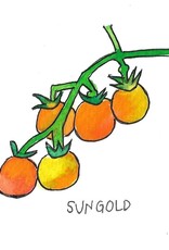 Two Pony Gardens 'Sungold' Hybrid Tomato Plant- LOCAL PICKUP ONLY