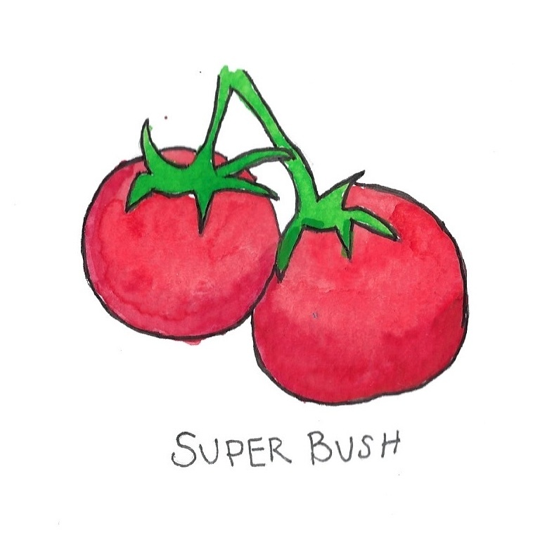 Two Pony Gardens 'Super Bush' Hybrid Tomato Plant- LOCAL PICKUP ONLY