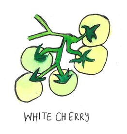 Two Pony Gardens 'White Cherry' Heirloom Tomato Plant - LOCAL PICKUP ONLY