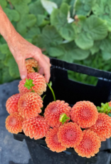 Two Pony Dahlia Plant 'CORNEL BRONZE’