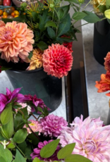 Two Pony Dahlia Plant 'KARMA CHOC’