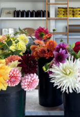 Two Pony Dahlia Plant 'KARMA CHOC’