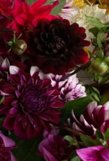 Two Pony Dahlia Plant 'KARMA CHOC’