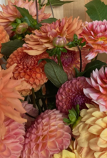 Two Pony Dahlia Plant 'SUMMIT FESTIVAL’