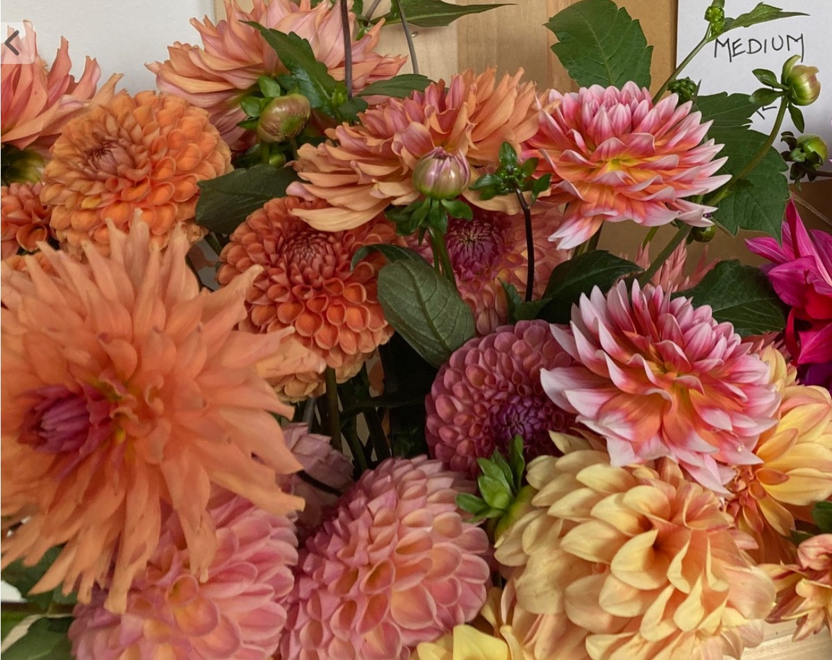 Two Pony Dahlia Plant 'SUMMIT FESTIVAL’
