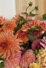 Two Pony Dahlia Plant 'TERRACOTTA’