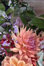 Two Pony Dahlia Plant 'TERRACOTTA’